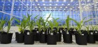 Syngenta