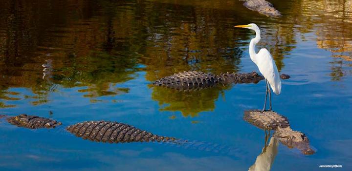 Confronting risk with strong leadership