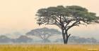 Strategy lessons from the Serengeti
