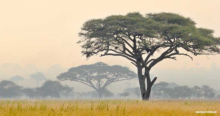 Strategy lessons from the Serengeti