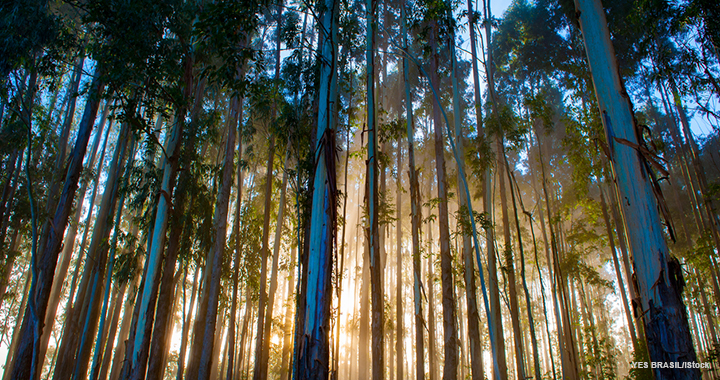 Finding fulfilment when your career plateaus