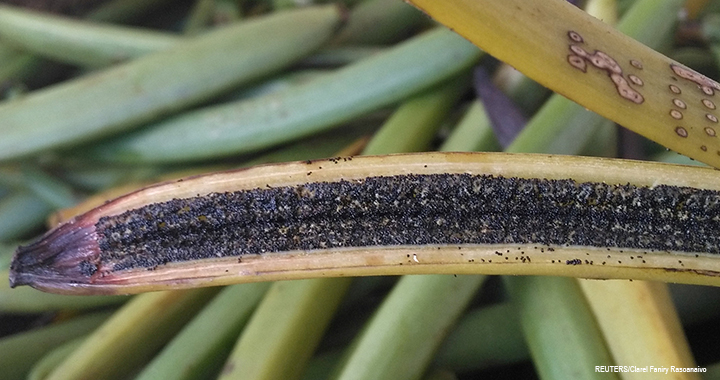 Vanilla bean Fresh vanilla pods are seen at a plantation in Ambavala, near Andapa, Sava region, Madagascar.