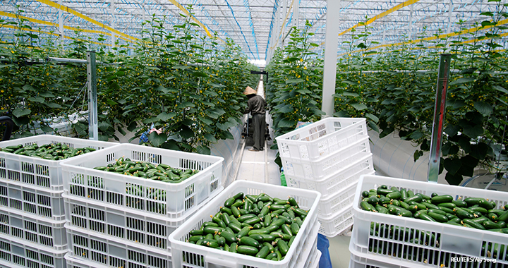 A farmer gathers cucumbers at Hengda greenhouse in Shanghai, China, 25 May 2021.