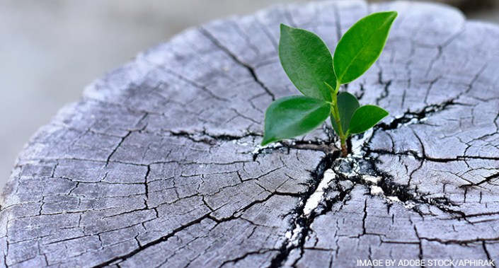 Small plant emerging from a log.